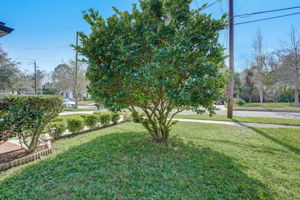 Front Yard