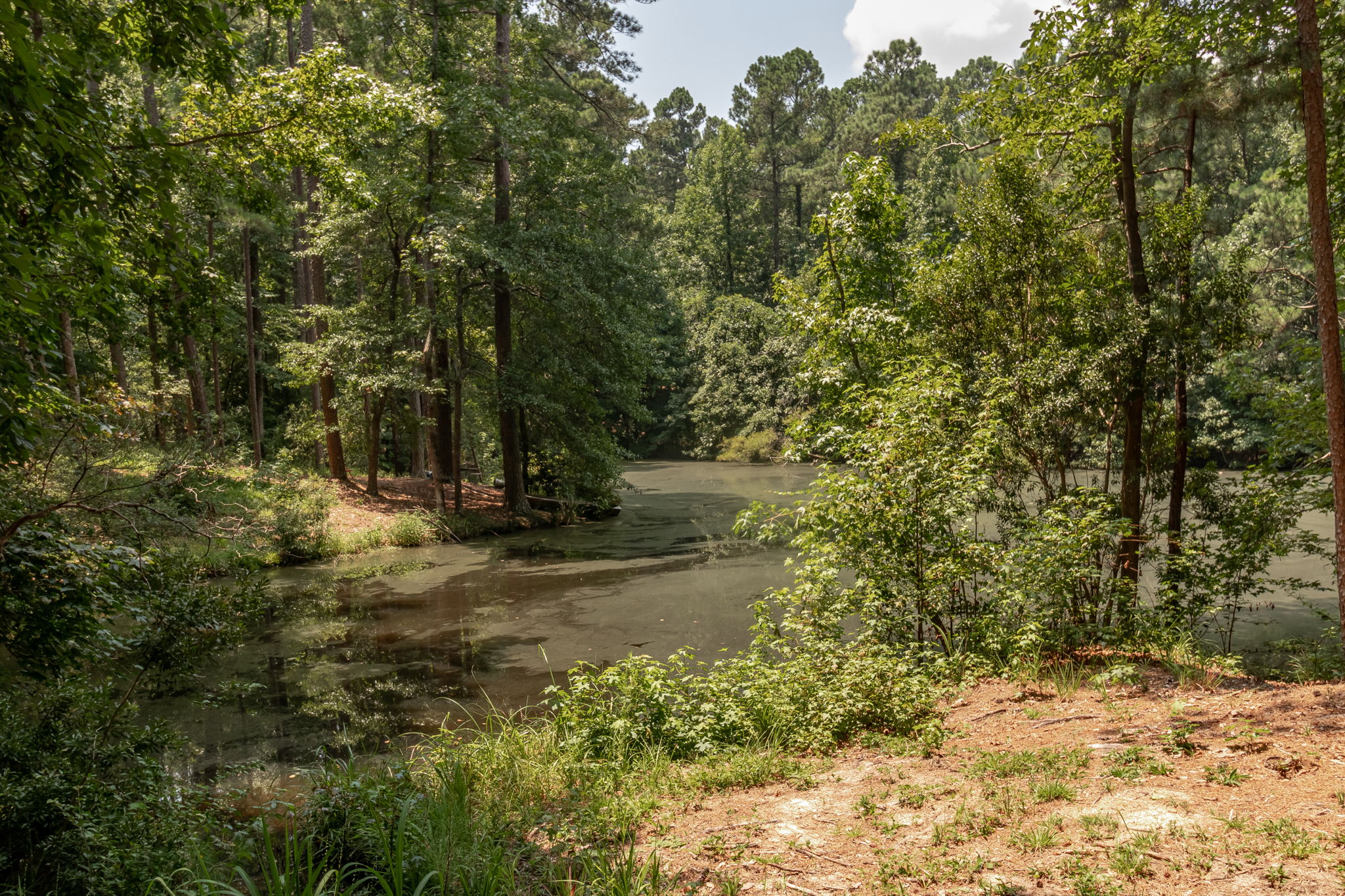 Pond Behind Home
