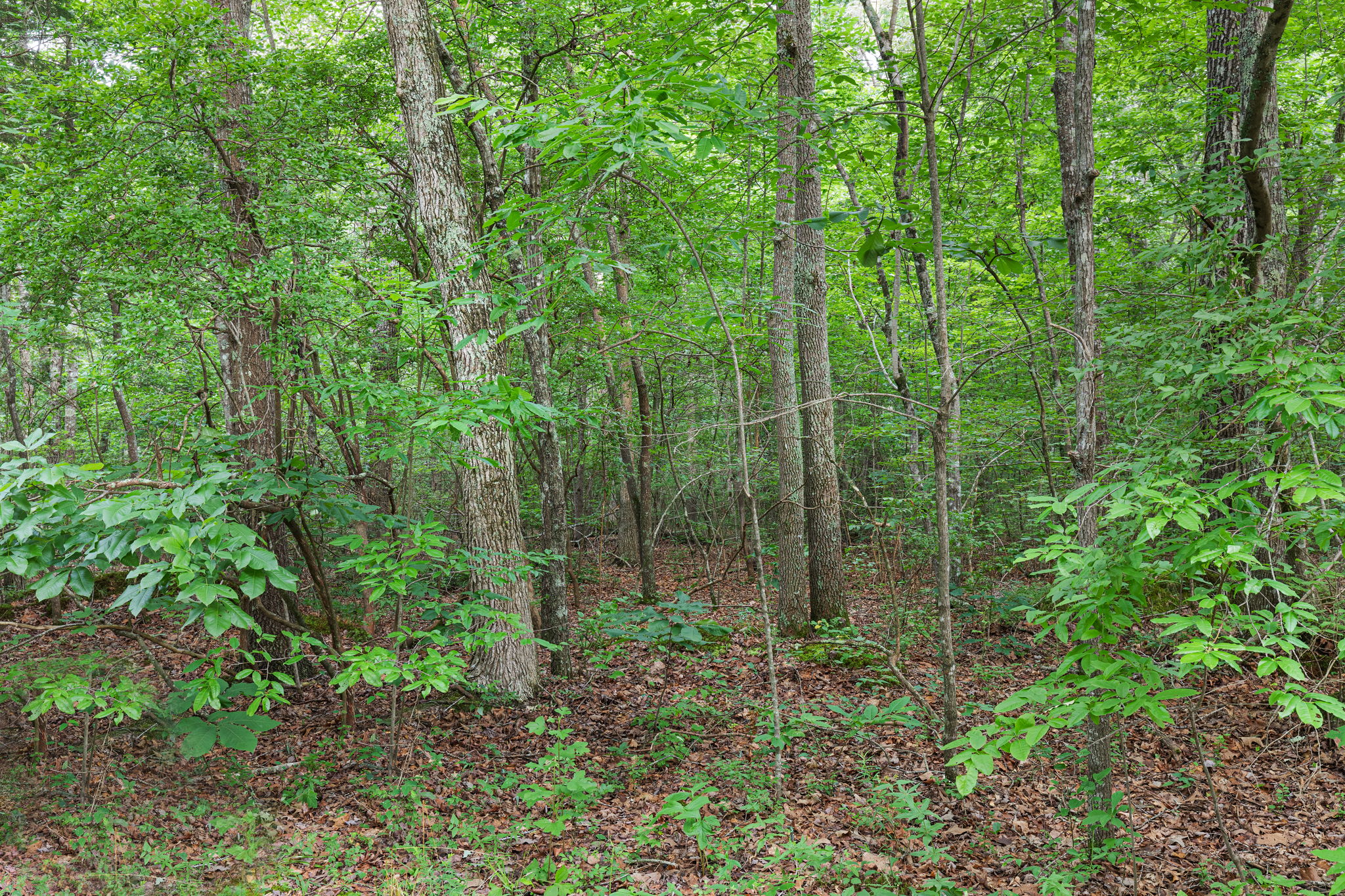 Alice Boynton Rd, Tennessee 37355, USA Photo 3