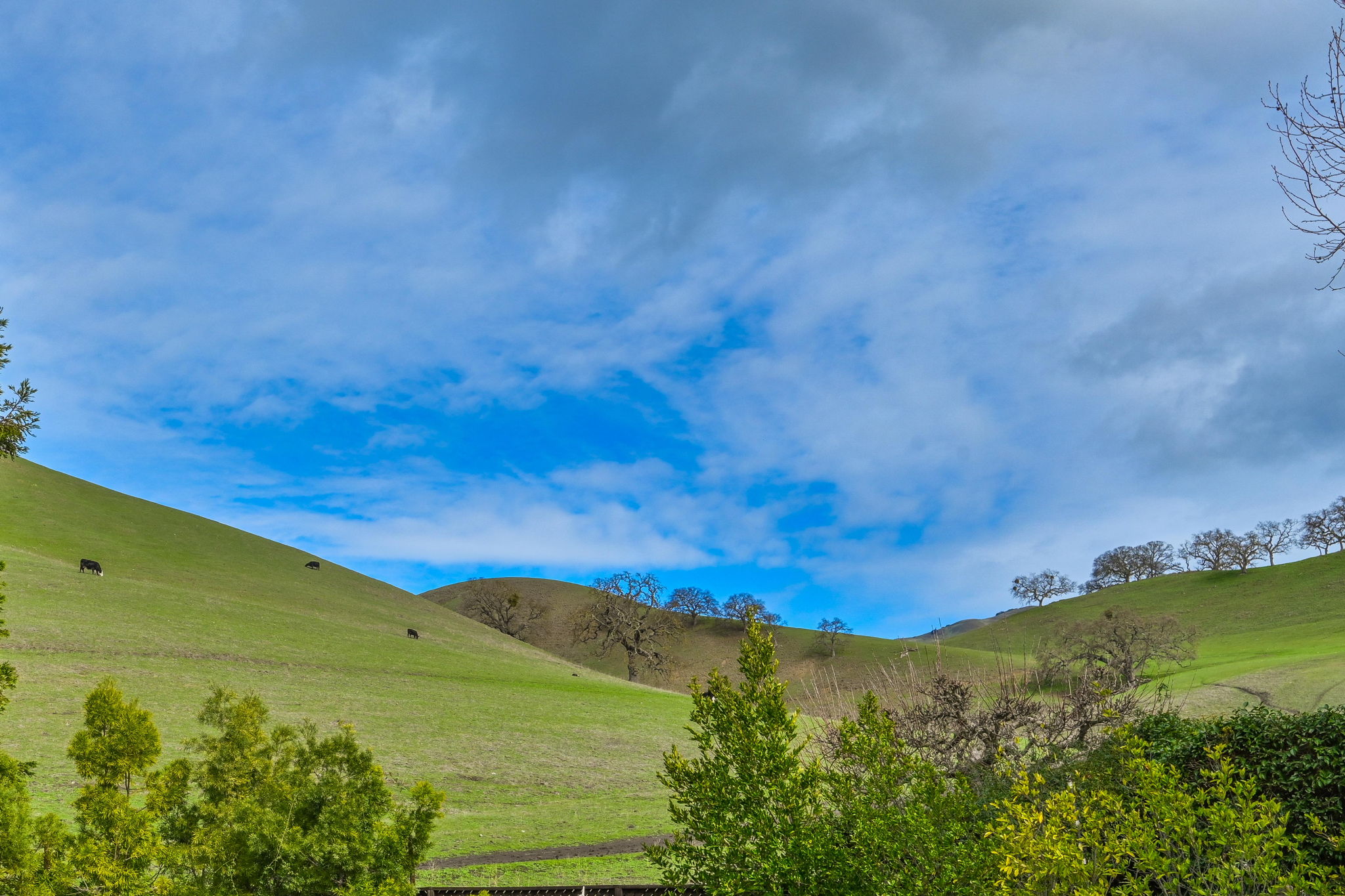 516 Wild Flower Pl, Alamo, CA 94507, US Photo 37