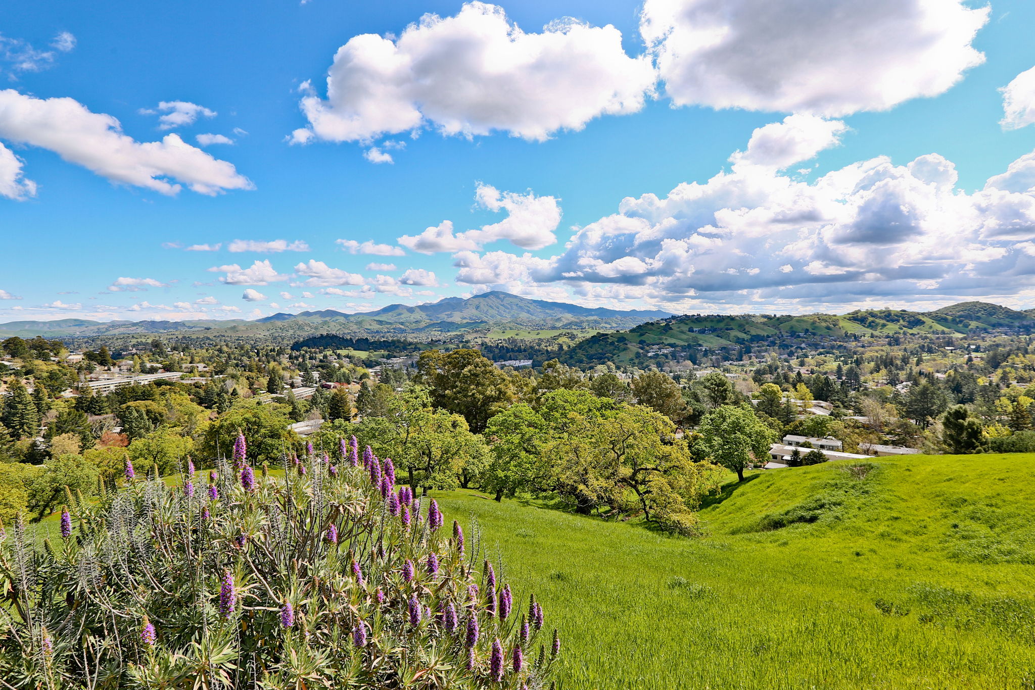 Rossmoor Mt. Diablo Views