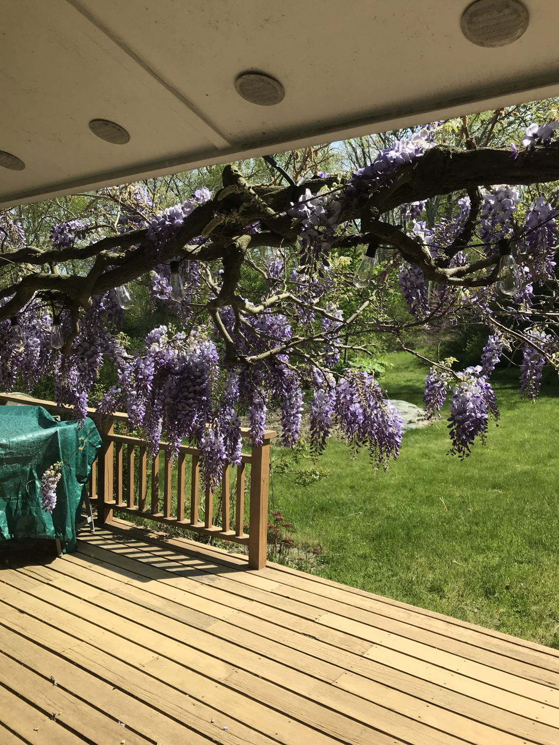 Gorgeous Wisteria vines