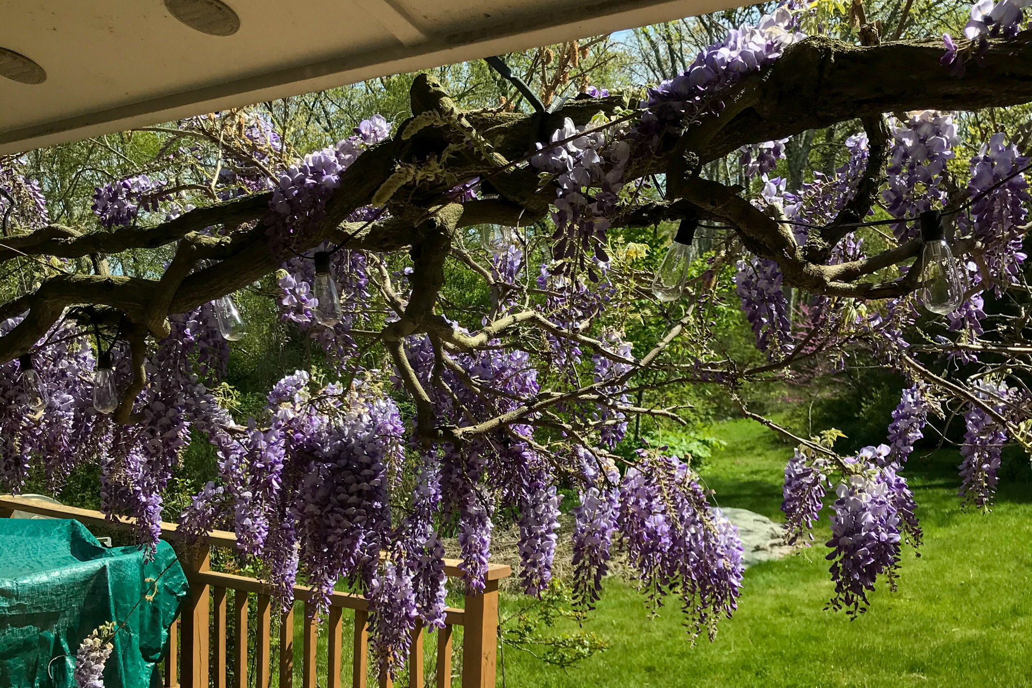 Gorgeous Wisteria vines