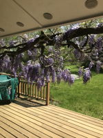 Gorgeous Wisteria vines