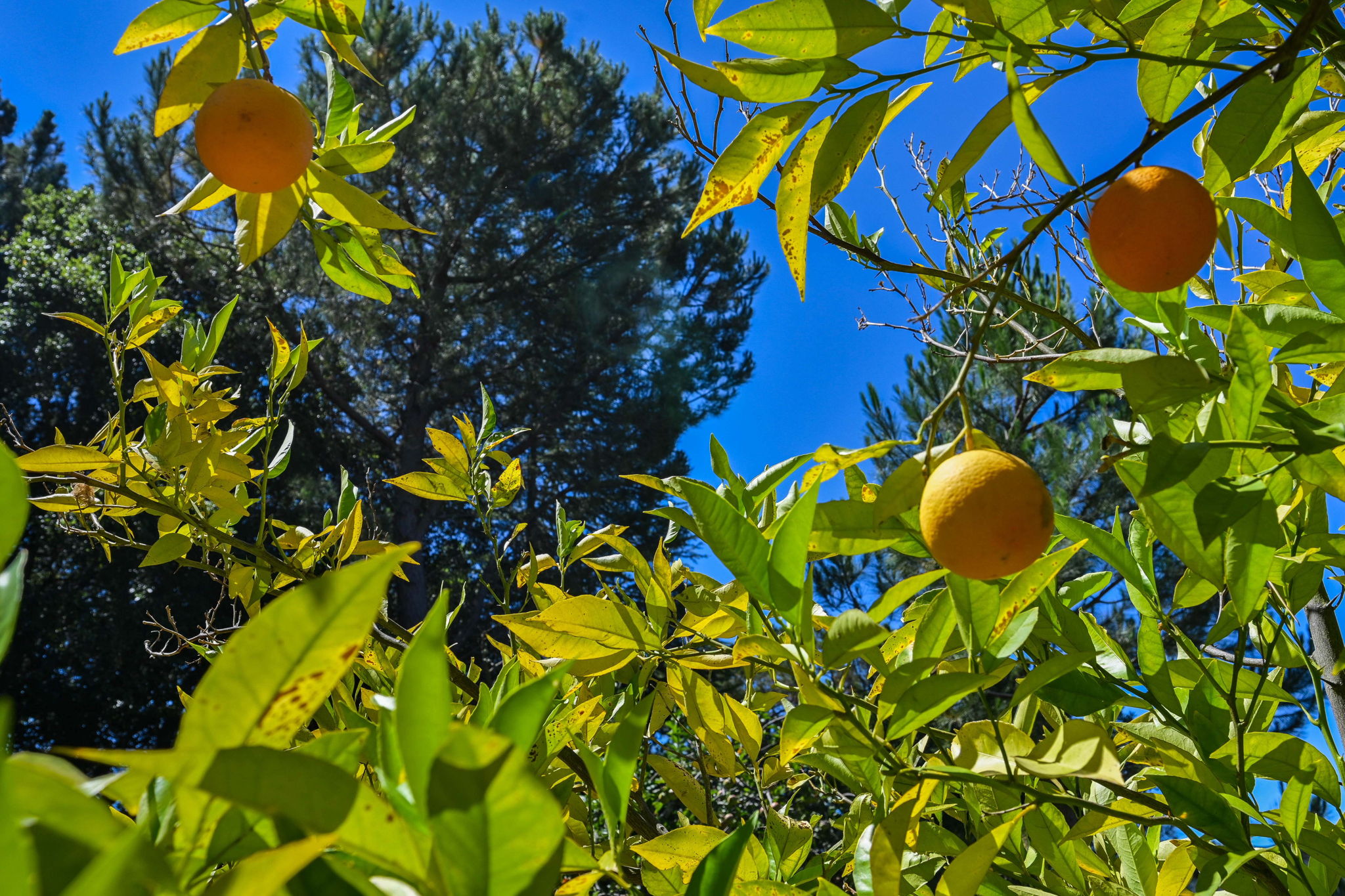 35 Owl Hill Rd, Orinda, CA 94563, USA Photo 45