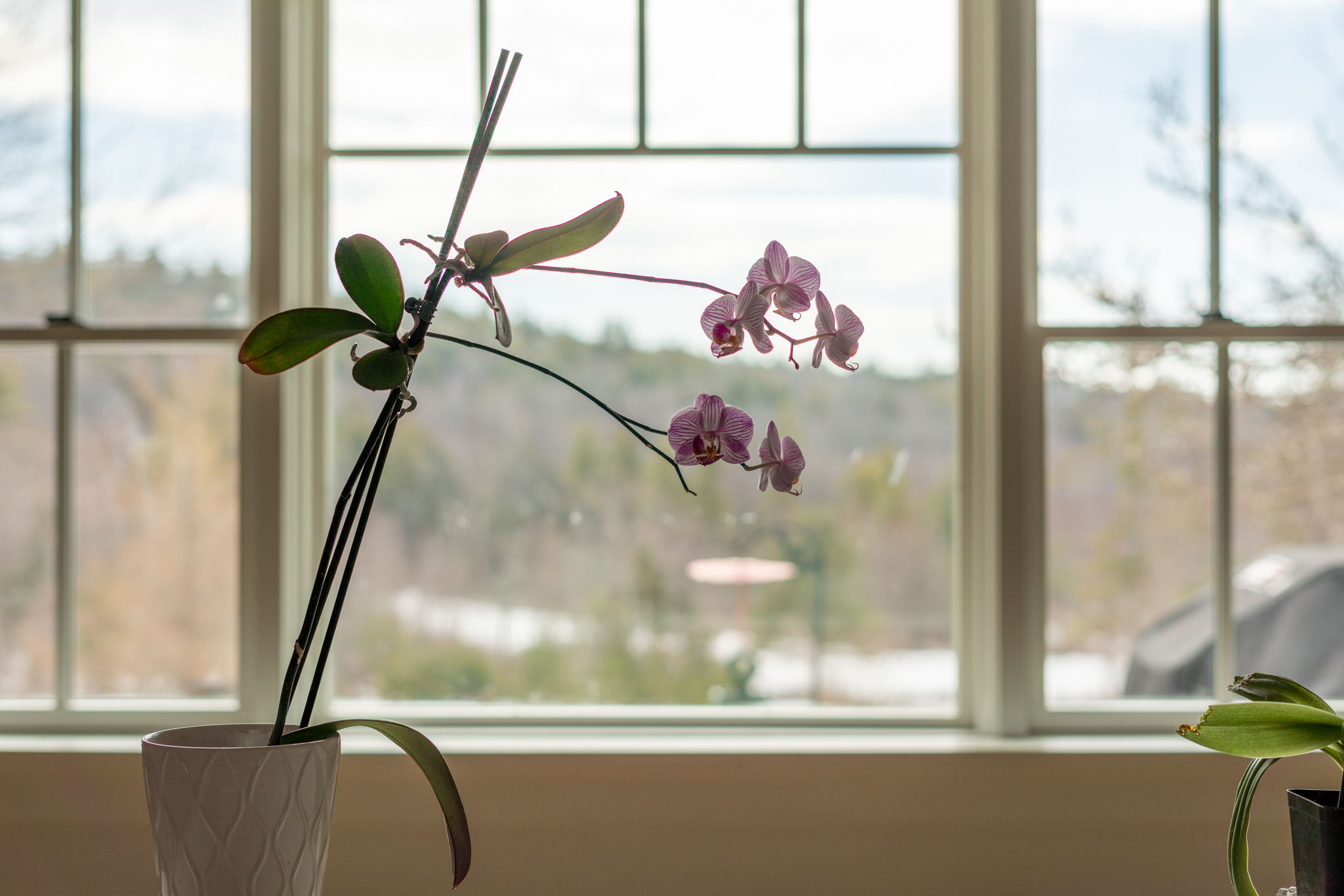 261 Muchado Hill Rd, Alton, NH 03809, US Photo 29