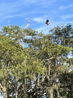 32850 Lakeshore Dr, Tavares, FL 32778, USA Photo 100