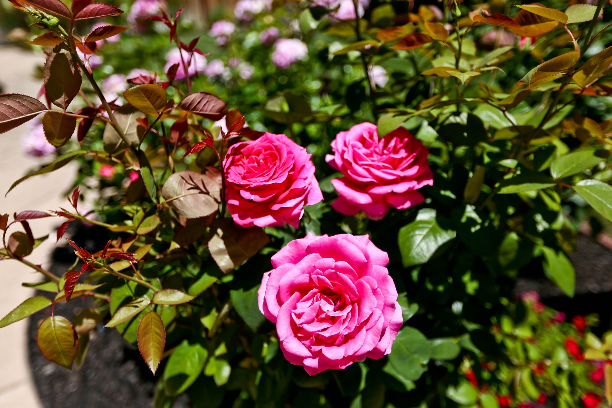 221 Aspenwood Ct, San Ramon, CA 94582, USA Photo 58