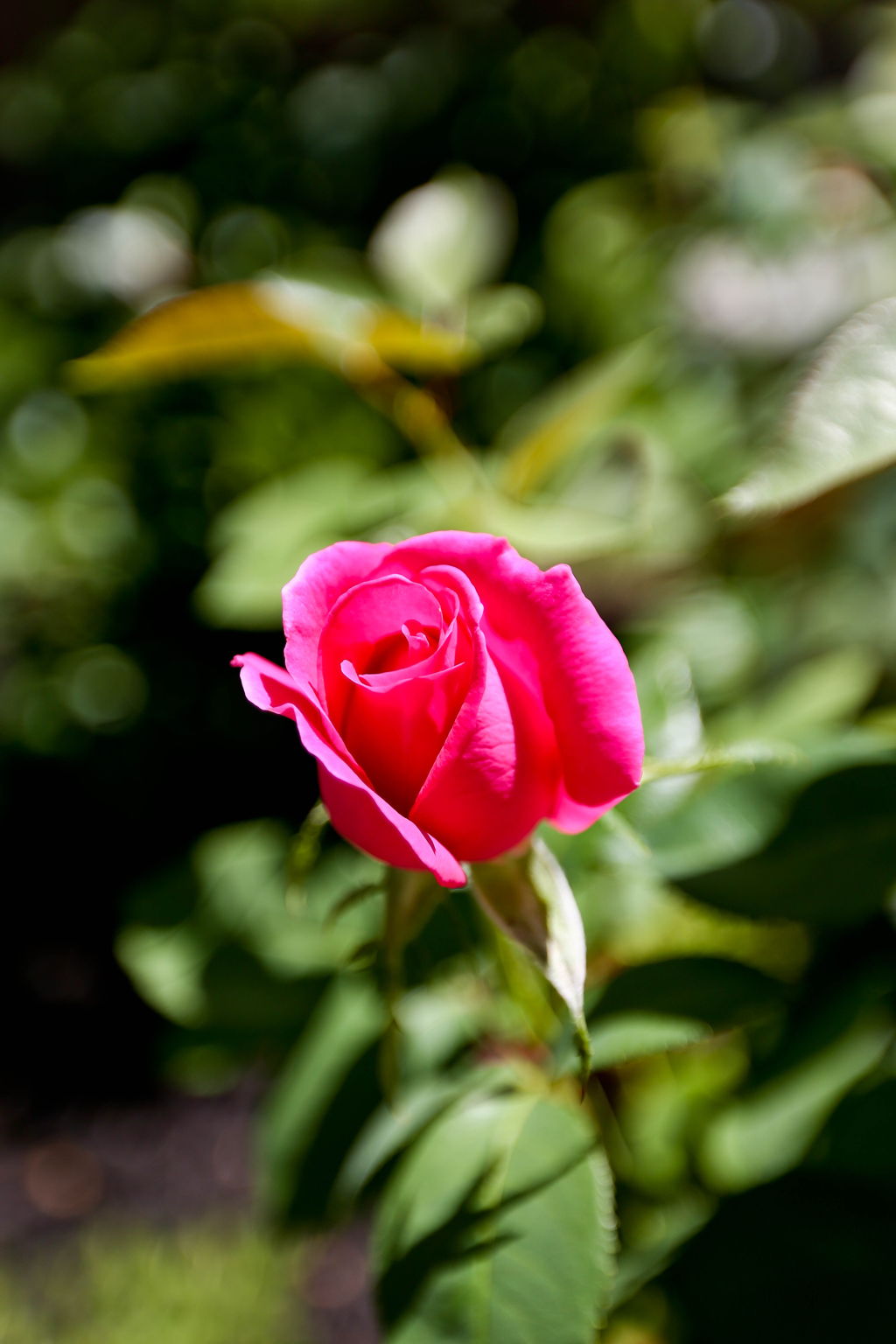 221 Aspenwood Ct, San Ramon, CA 94582, USA Photo 59