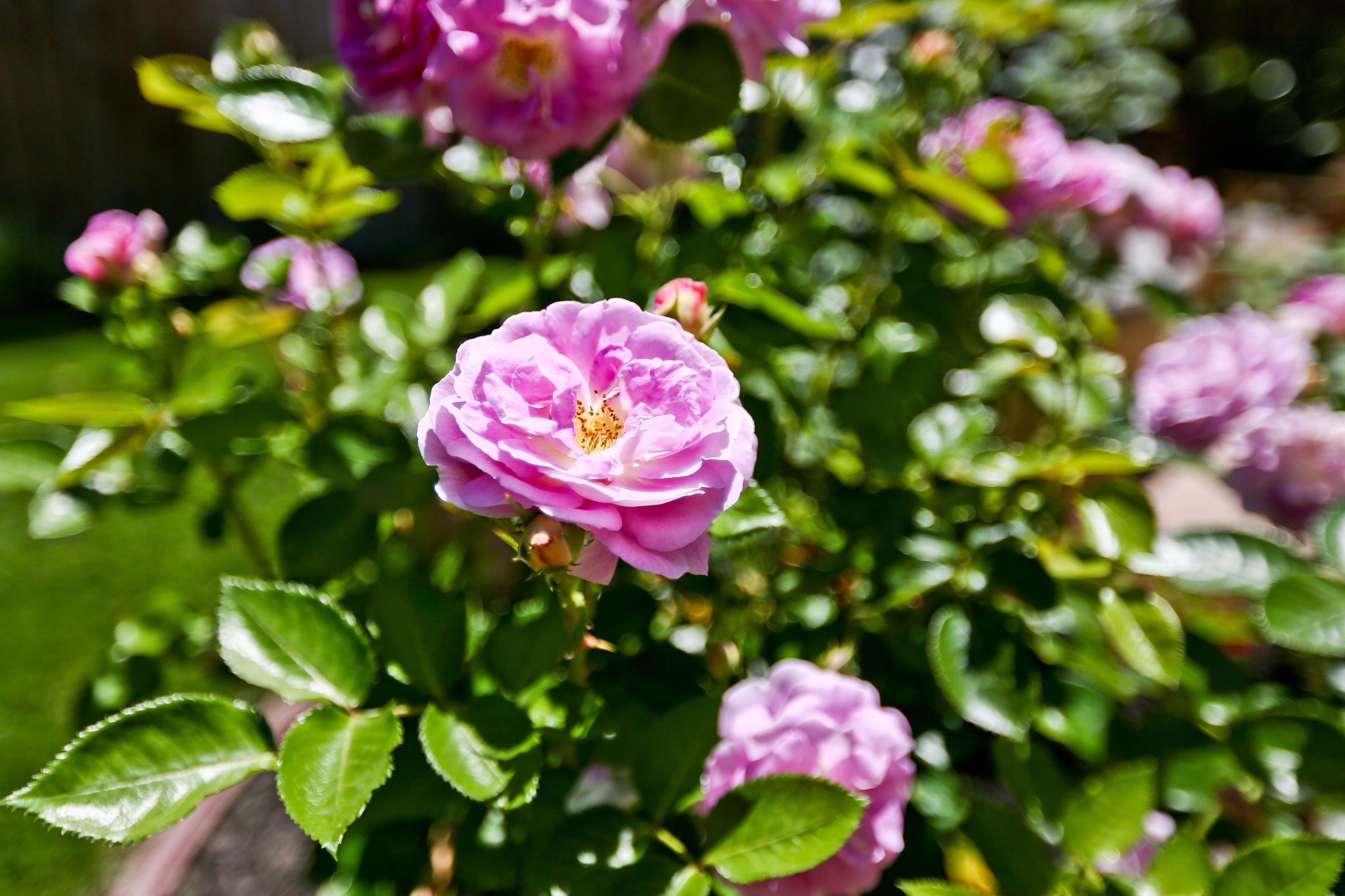 221 Aspenwood Ct, San Ramon, CA 94582, USA Photo 60