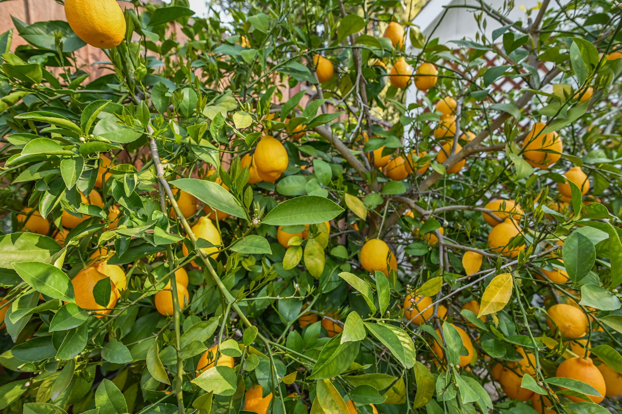 101 Vía Serena, Alamo, CA 94507, US Photo 42