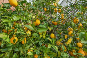 101 Vía Serena, Alamo, CA 94507, US Photo 41