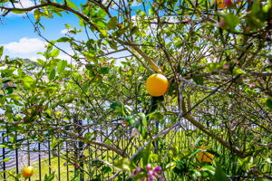 Citrus Trees