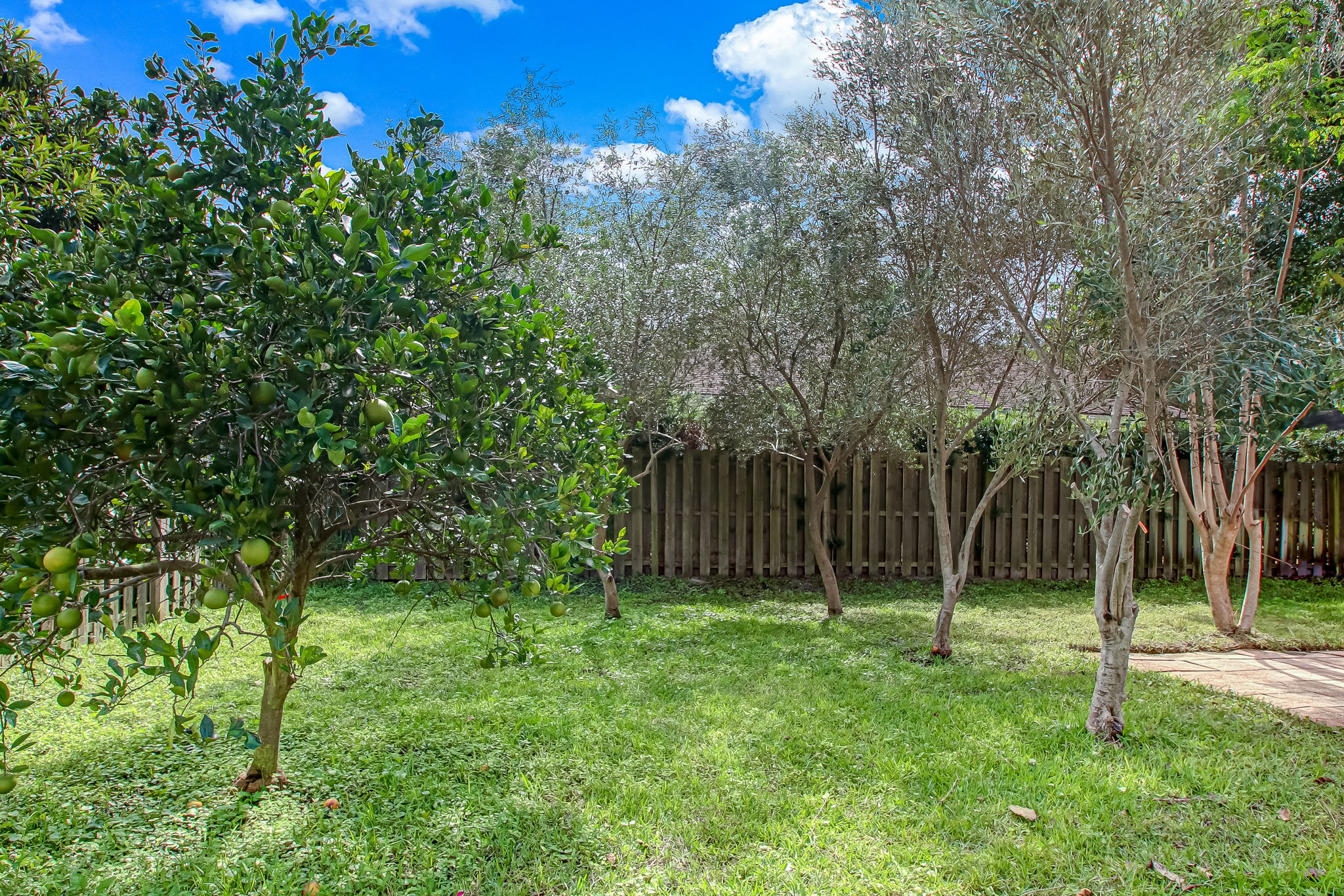 Back Yard